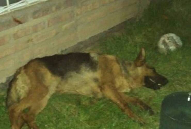 Imagen de Dos perras murieron de un infarto por los fuegos artificiales
