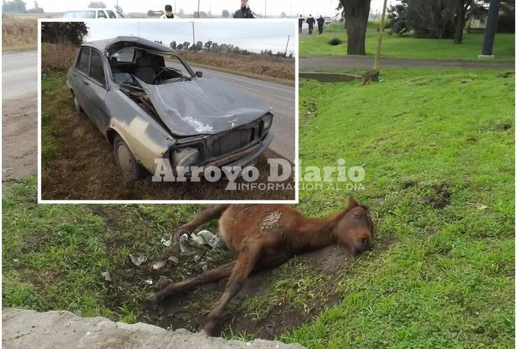 Imagen de Accidente: Dos caballos se le cruzaron mientras iba por la ruta