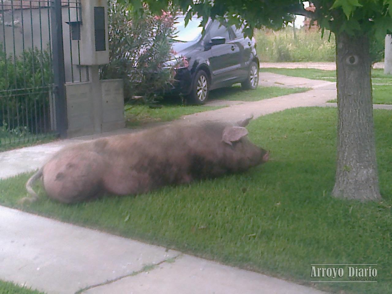 Chancho 1