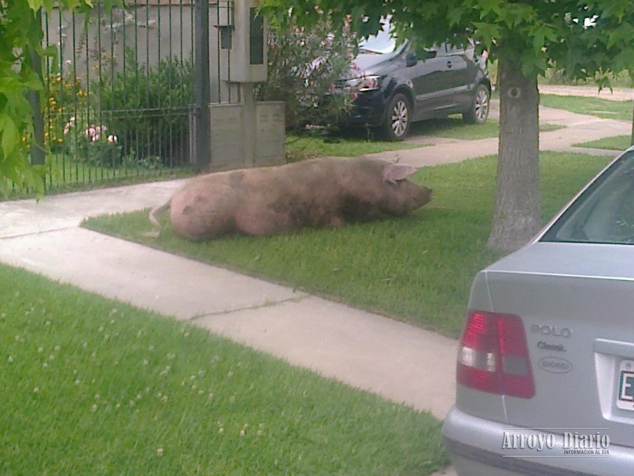 Chancho 2