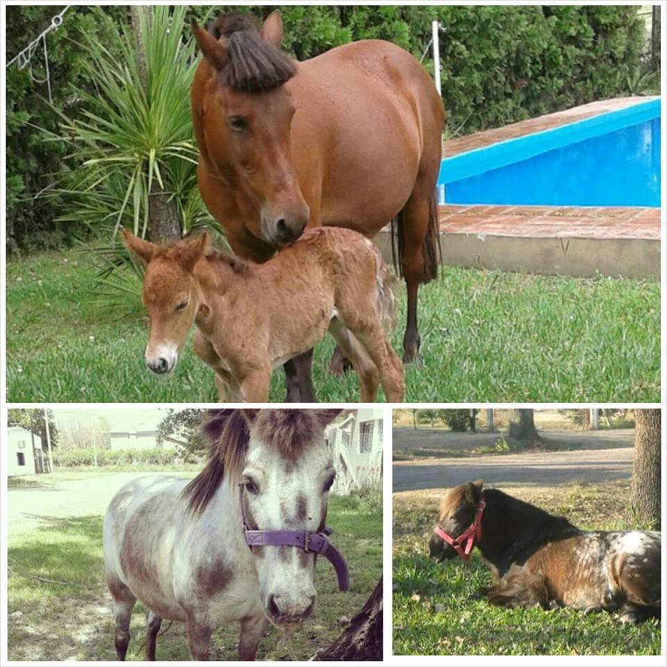 Poni y petisa