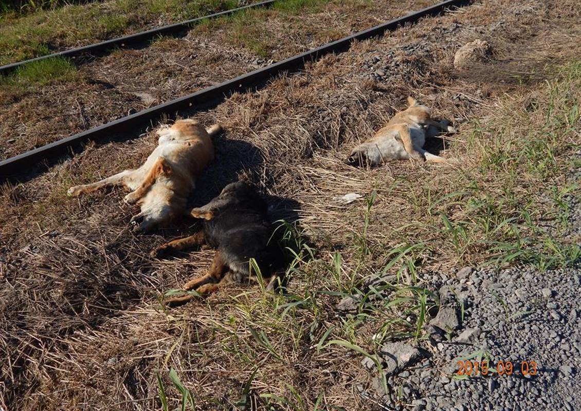 Foto perritos 1