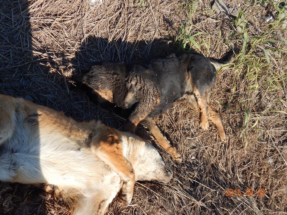 Foto perritos 3