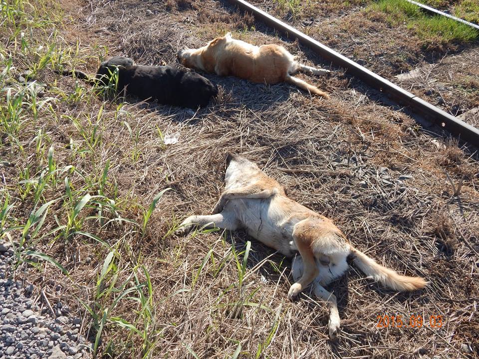 Foto perritos 5