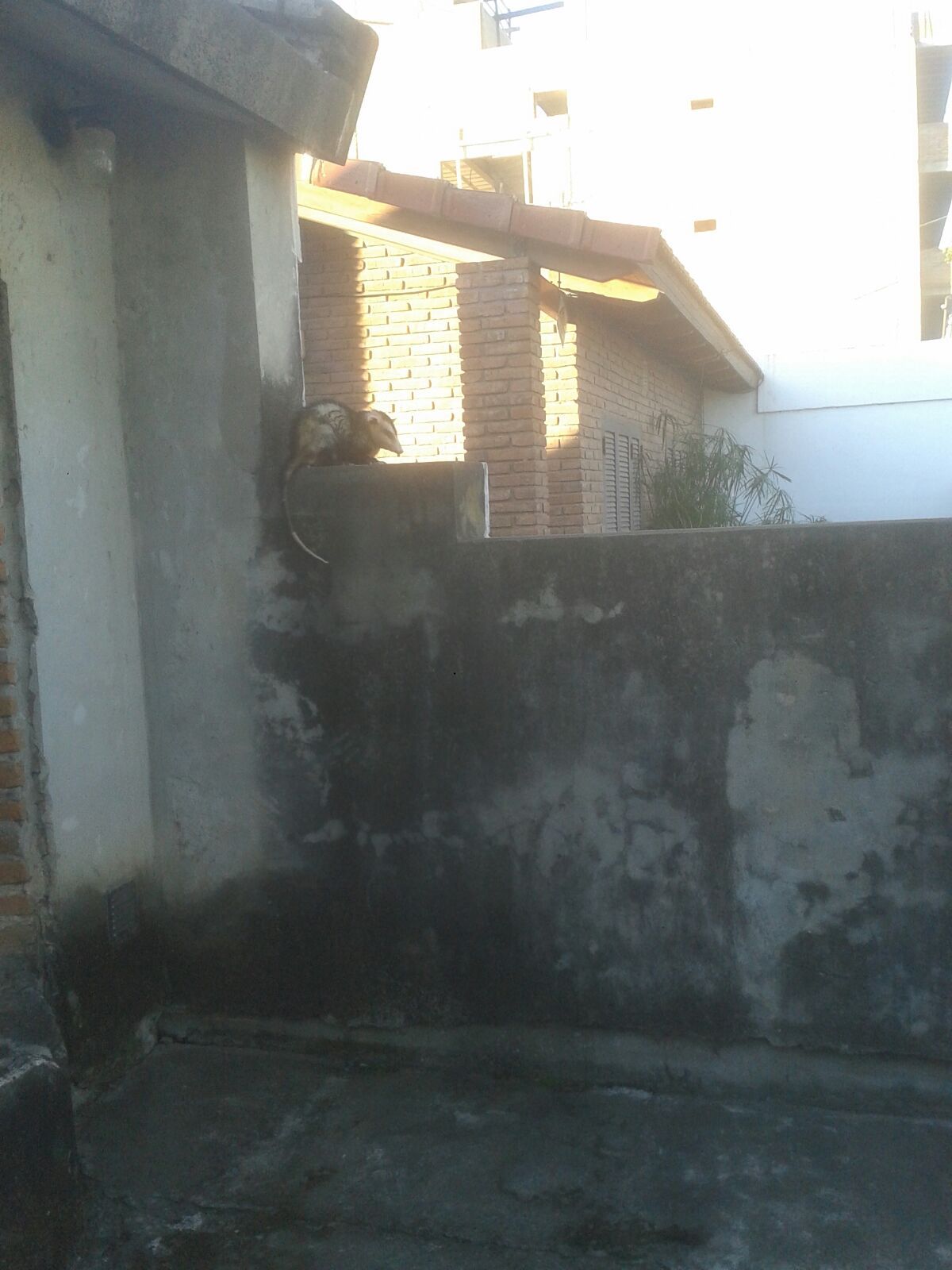 Comadreja 2
