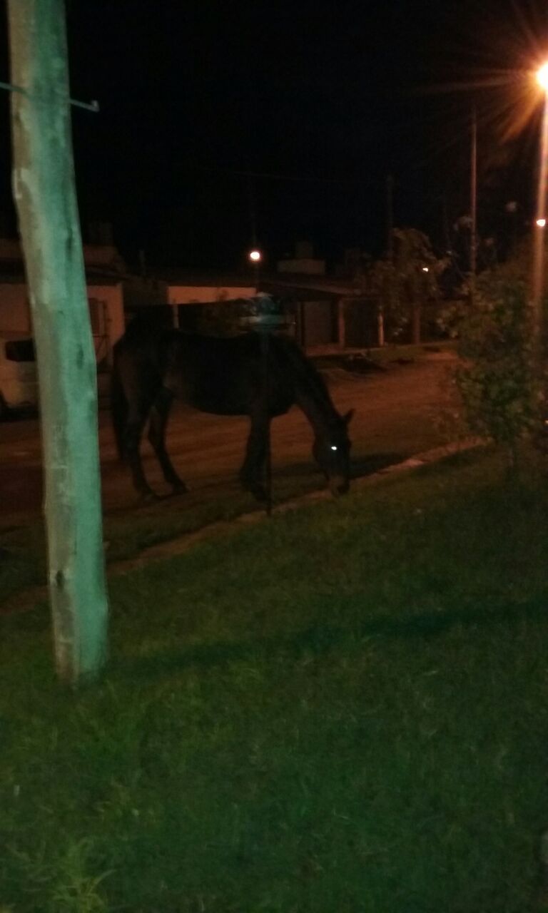 Caballo suelto