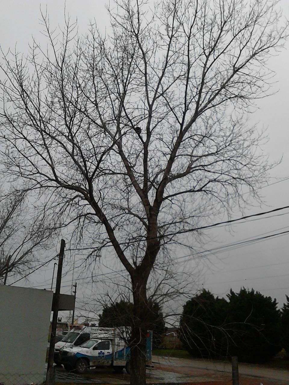 arbol