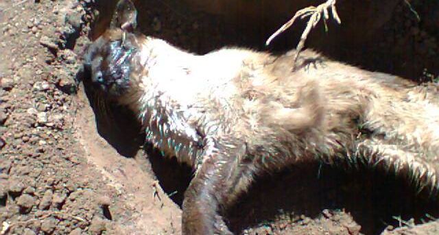 gato 1