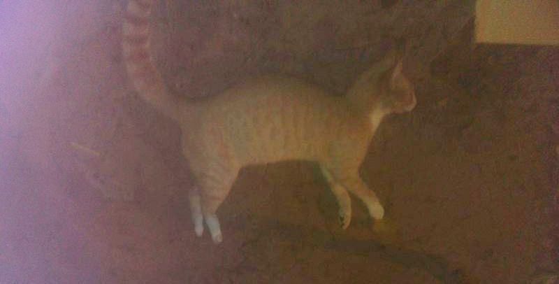 gato 2