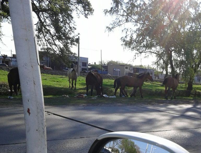 caballos 1