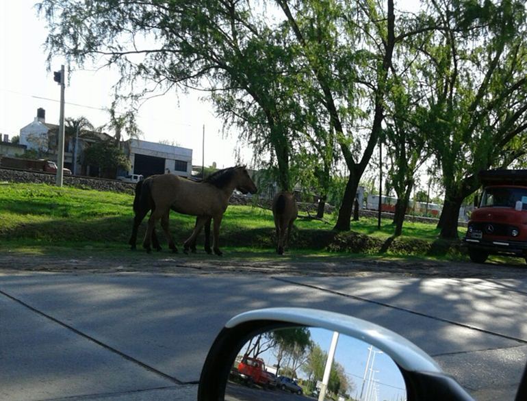 caballos 2