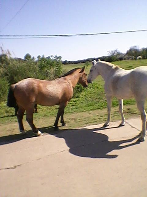 original caballos