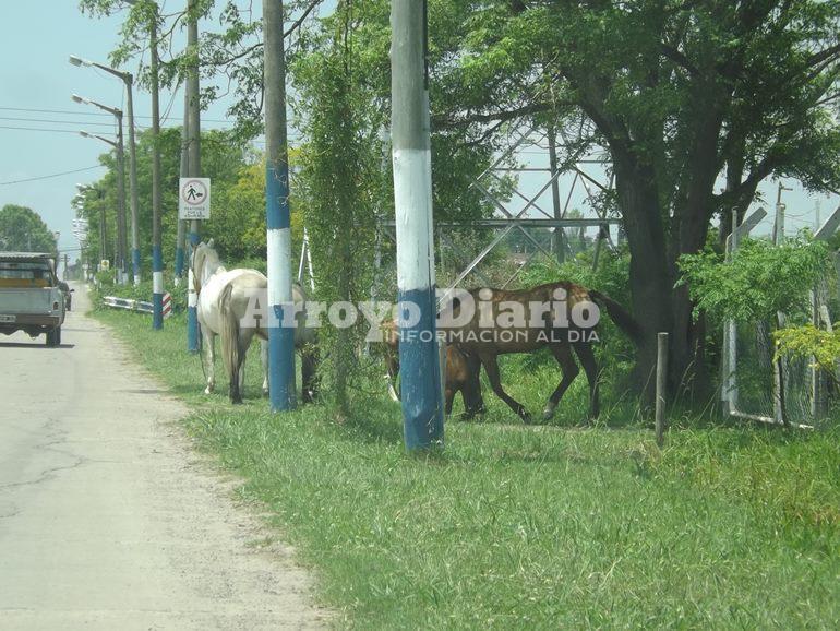 caballos 2