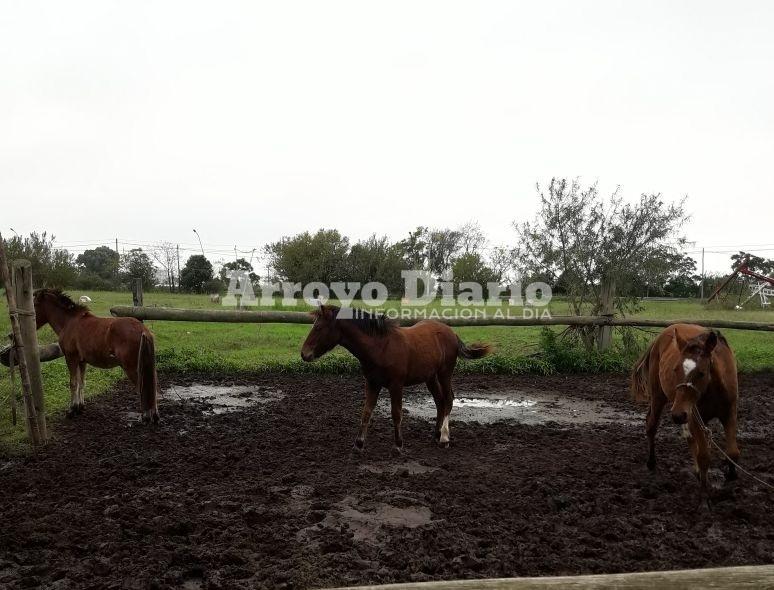 caballos primer