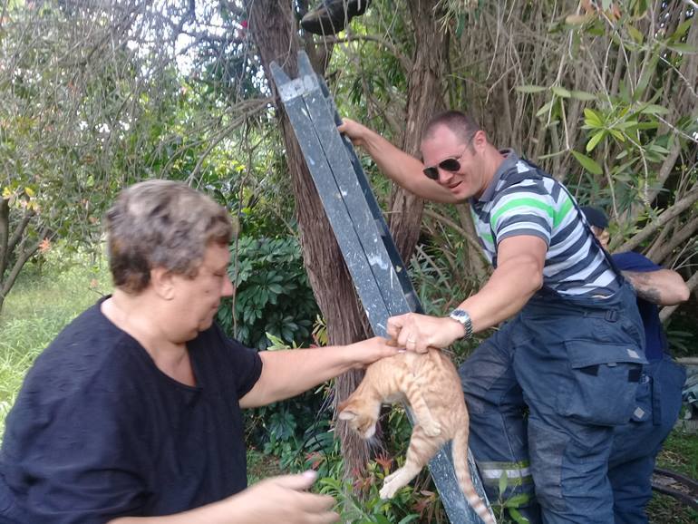 gatita 3