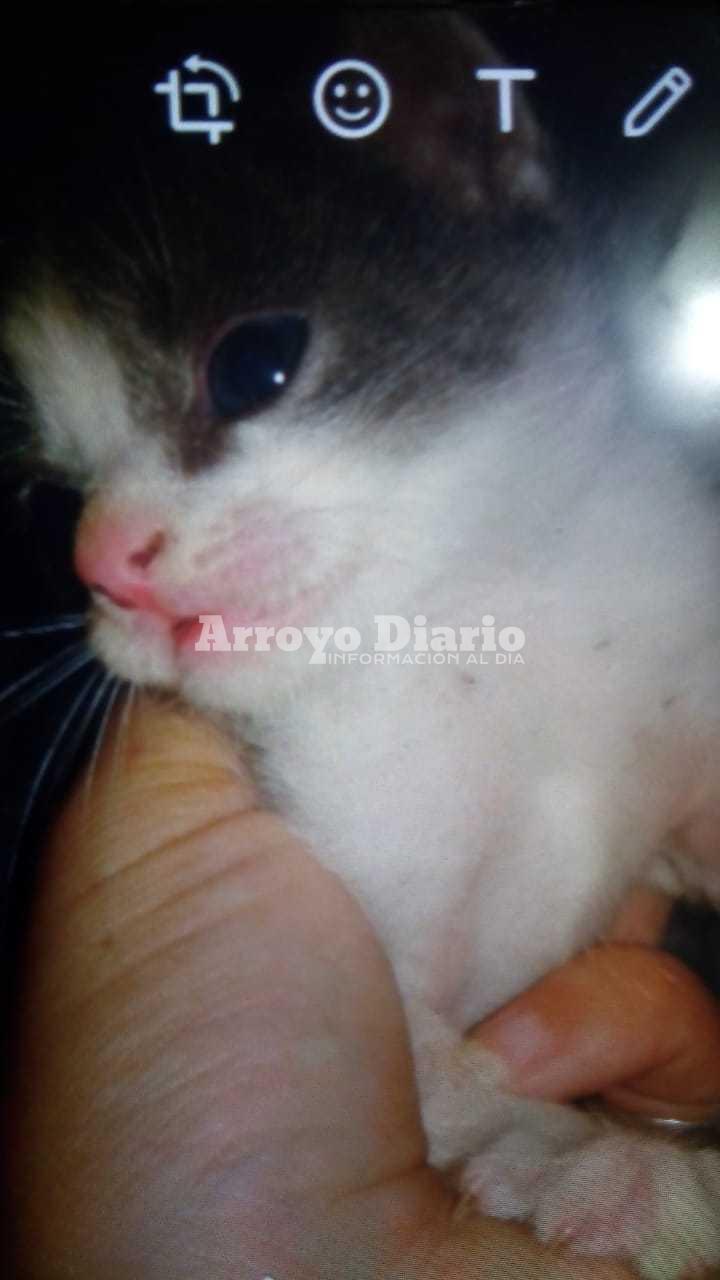 gatito