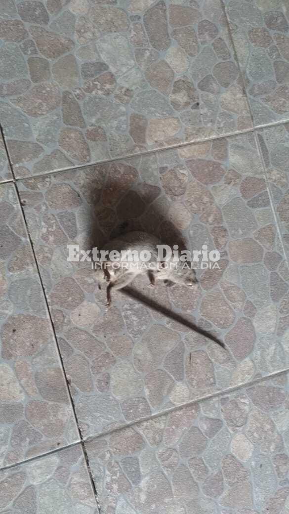 Mugre1