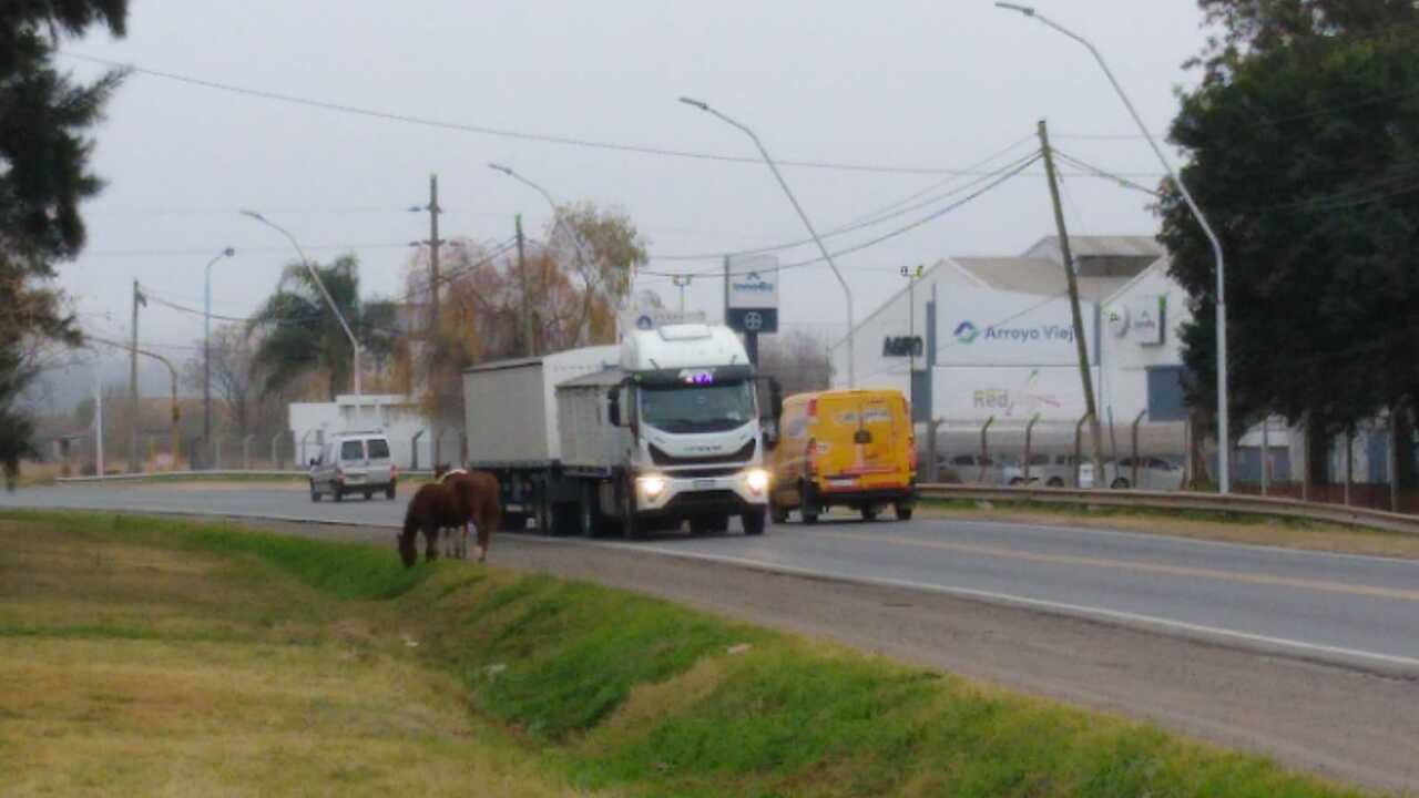 caballos