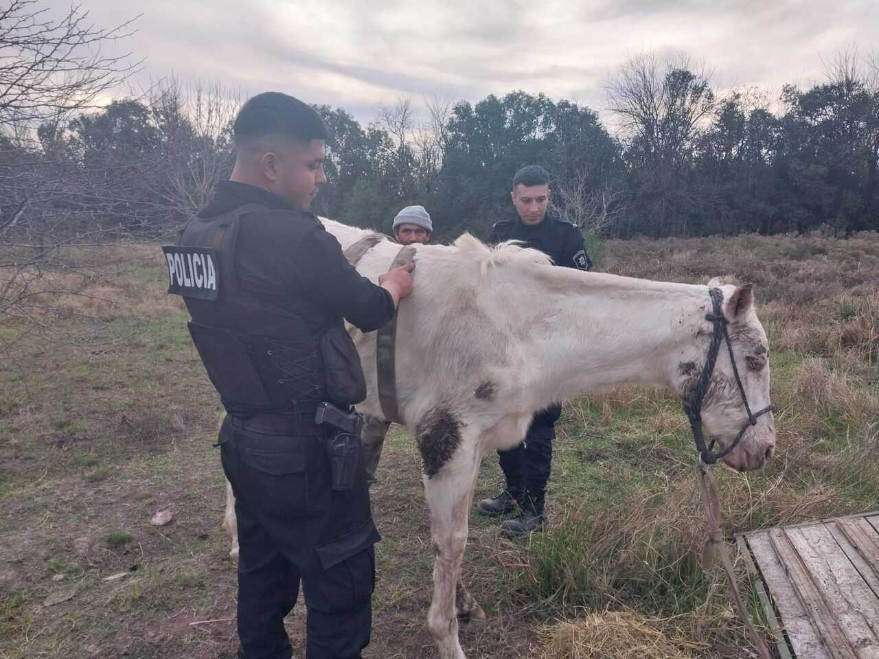caballo 1