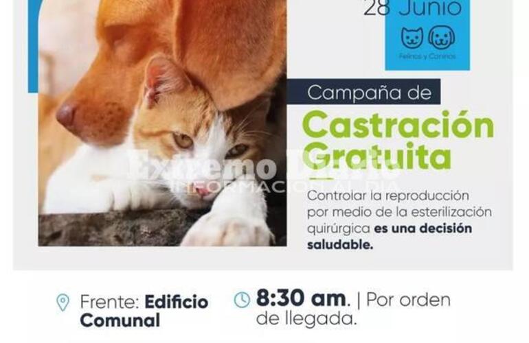 Imagen de Campaña de castraciones gratuitas de perros y gatos en Fighiera