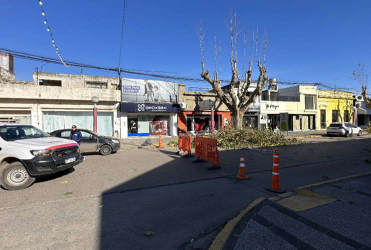 Imagen de Poda y escamonda en San Martín e Hipólito Yrigoyen.