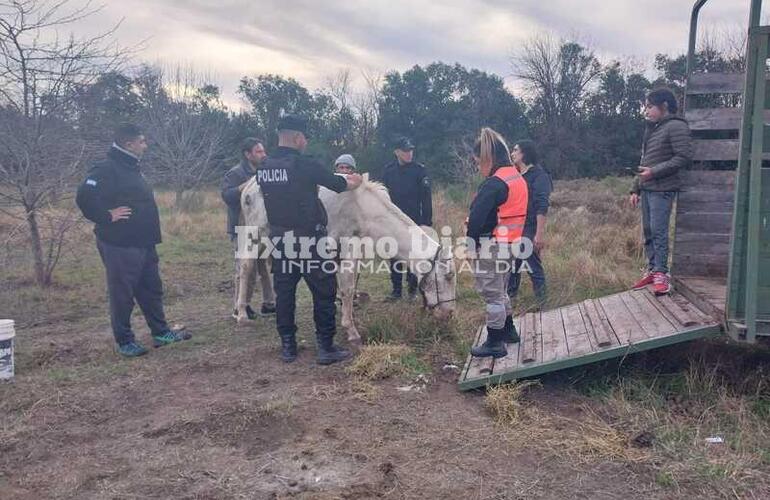 Imagen de Encuentran una yegua herida en un campo y activan protocolo de rescate