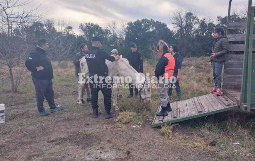 Imagen de Encuentran una yegua herida en un campo y activan protocolo de rescate