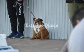 Imagen de Hubo doble jornada de sanidad animal en Alvear