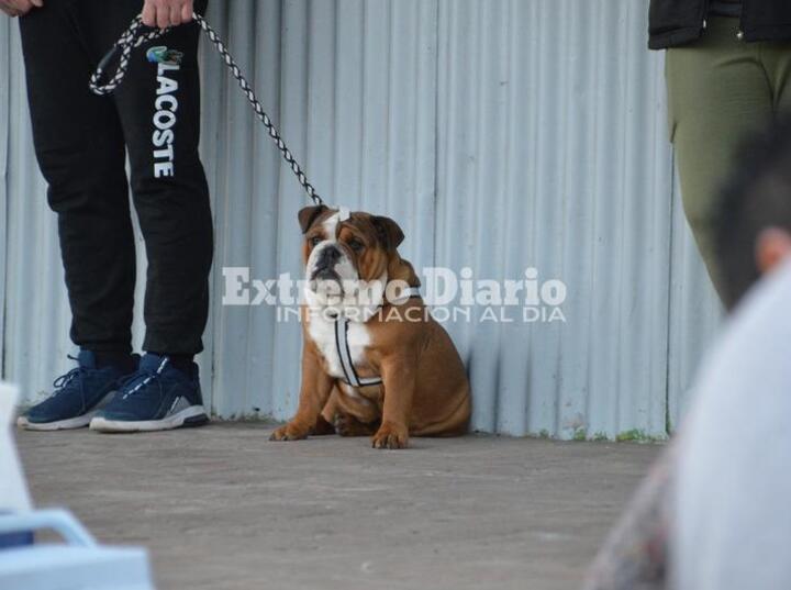 Imagen de Hubo doble jornada de sanidad animal en Alvear