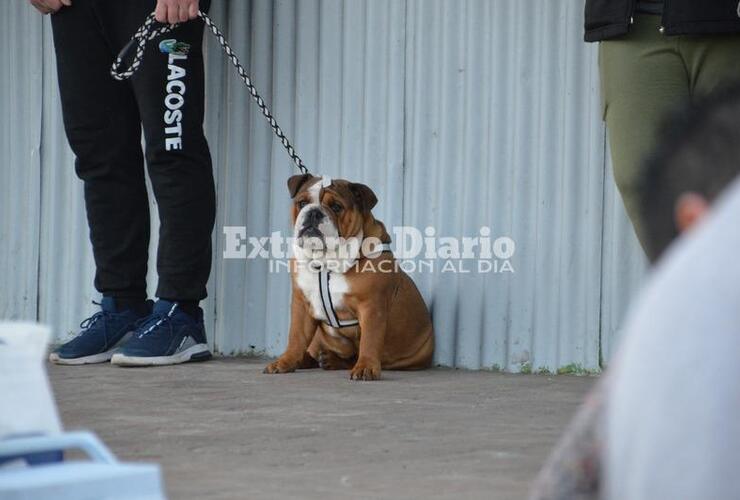 Imagen de Hubo doble jornada de sanidad animal en Alvear