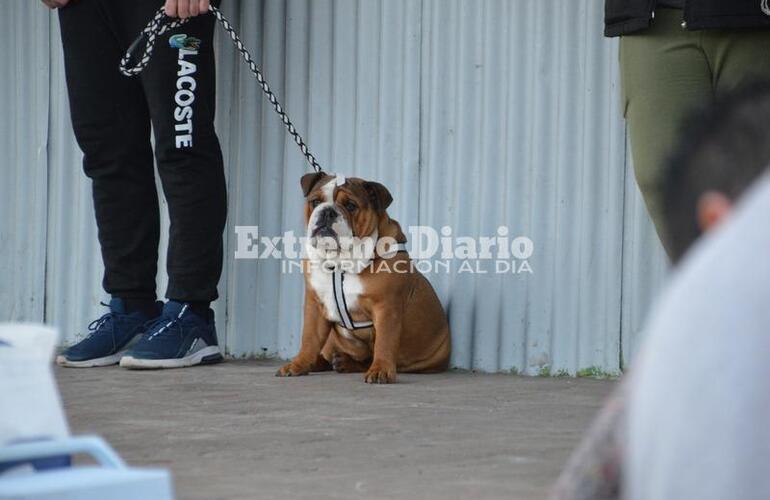 Imagen de Hubo doble jornada de sanidad animal en Alvear