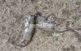 Imagen de Vecinos preocupados por la aparici&oacute;n de v&iacute;boras y ratones