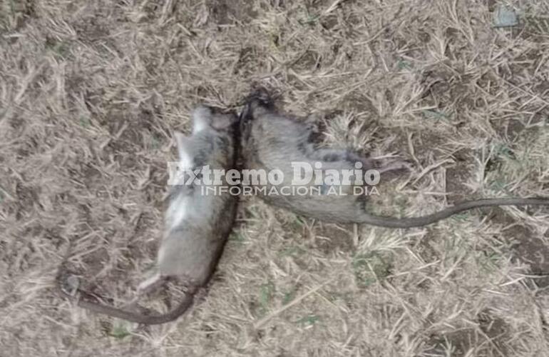 Imagen de Vecinos preocupados por la aparici&oacute;n de v&iacute;boras y ratones