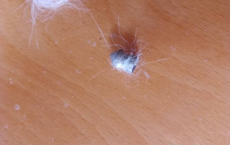 La imagen publicada por redes sociales.