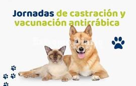 Imagen de Nueva jornada de castraciones y vacunaci&oacute;n antirr&aacute;bica en Alvear