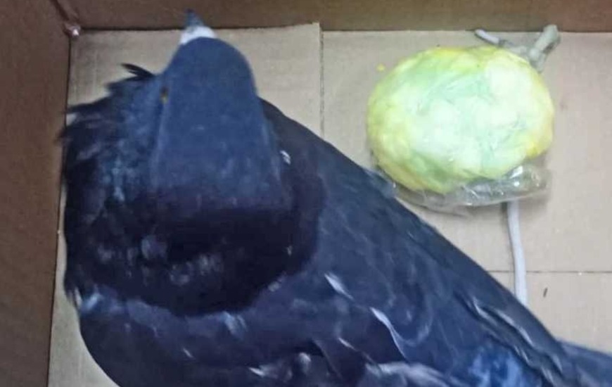 Imagen de Interceptaron otra paloma delivery que llevaba droga frente a la c&aacute;rcel de Coronda