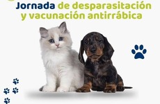 Imagen de Alvear: Campaña de vacunación antirrábica y desparasitación