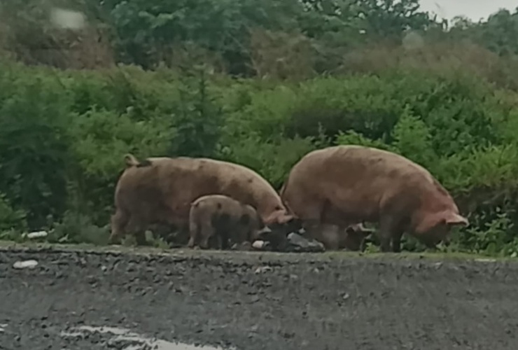 Grandes, medianos y chiquitos. Cerdos de todo tama&ntilde;o deambulando en el Barrio Do&ntilde;a Pepa