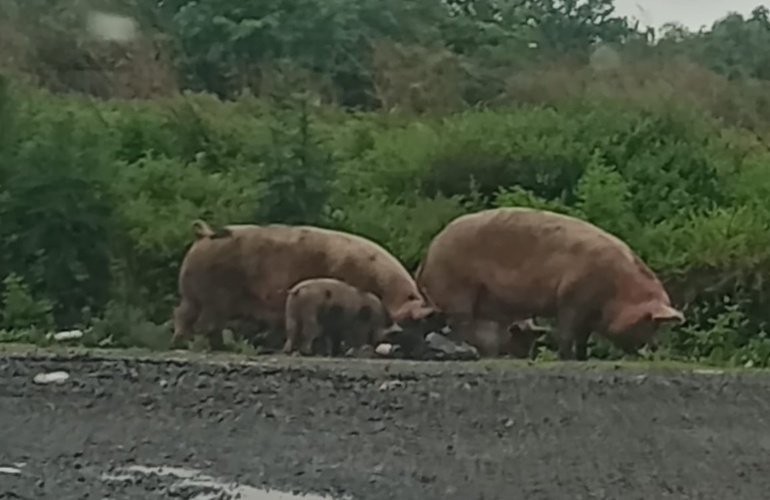 Grandes, medianos y chiquitos. Cerdos de todo tama&ntilde;o deambulando en el Barrio Do&ntilde;a Pepa