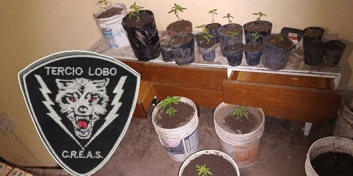 Imagen de Secuestran plantas de marihuana y arrestan a dos hombres que poco después fueron liberados