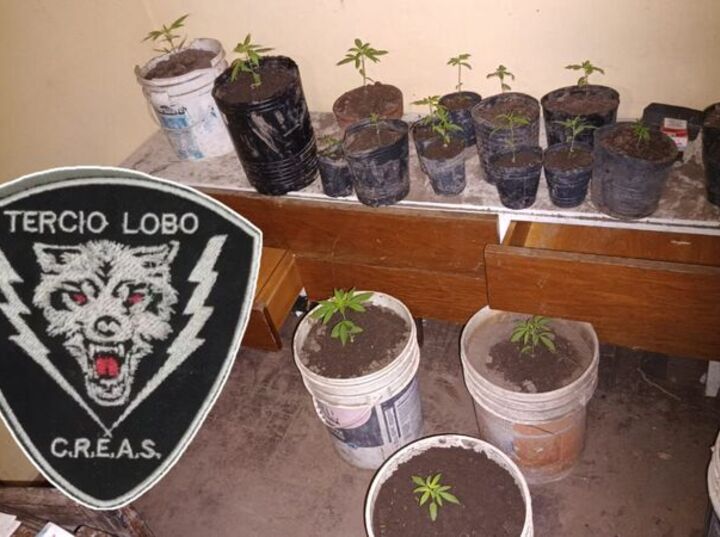 Imagen de Secuestran plantas de marihuana y arrestan a dos hombres que poco después fueron liberados