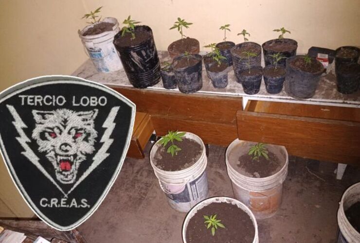 Imagen de Secuestran plantas de marihuana y arrestan a dos hombres que poco después fueron liberados
