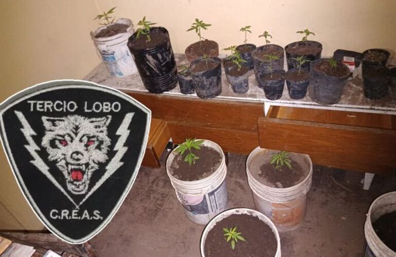 Imagen de Secuestran plantas de marihuana y arrestan a dos hombres que poco después fueron liberados