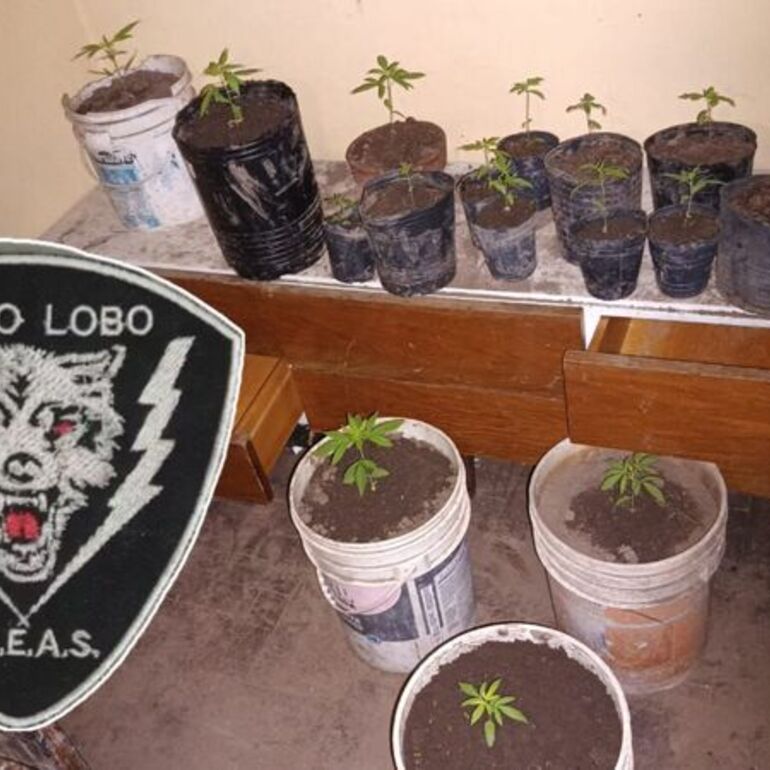 Imagen de Secuestran plantas de marihuana y arrestan a dos hombres que poco después fueron liberados