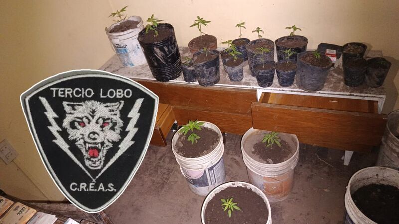 Imagen de Secuestran plantas de marihuana y arrestan a dos hombres que poco después fueron liberados