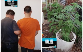 Imagen de Allanamiento con detenci&oacute;n y hallazgo de plantas de marihuana