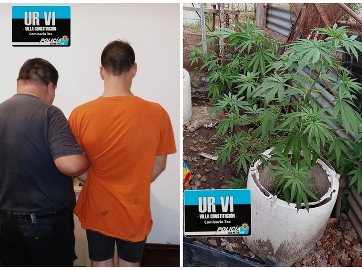 Imagen de Allanamiento con detención y hallazgo de plantas de marihuana