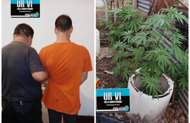 Imagen de Allanamiento con detención y hallazgo de plantas de marihuana