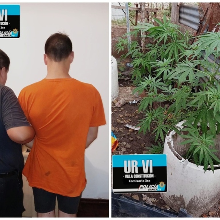 Imagen de Allanamiento con detención y hallazgo de plantas de marihuana