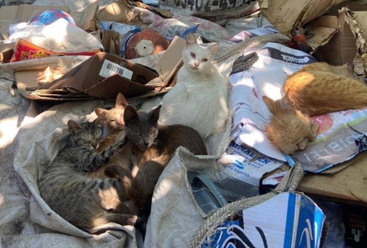 Imagen de &Uacute;ltima campa&ntilde;a de castraci&oacute;n gratuita del a&ntilde;o en Arroyo Seco